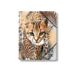 dar-soulami-al-hadita-4630073352483-CHEMISE-A-RABAT-A4-POLY-WILD-CAT-ERICHKRAUSE