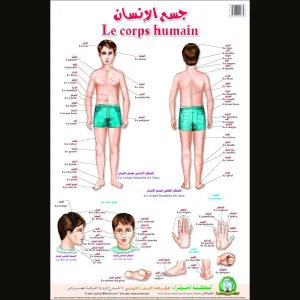 dar-soulami-al-hadita-9789947251775-لوحة-تعليمية-جسم-الإنسان