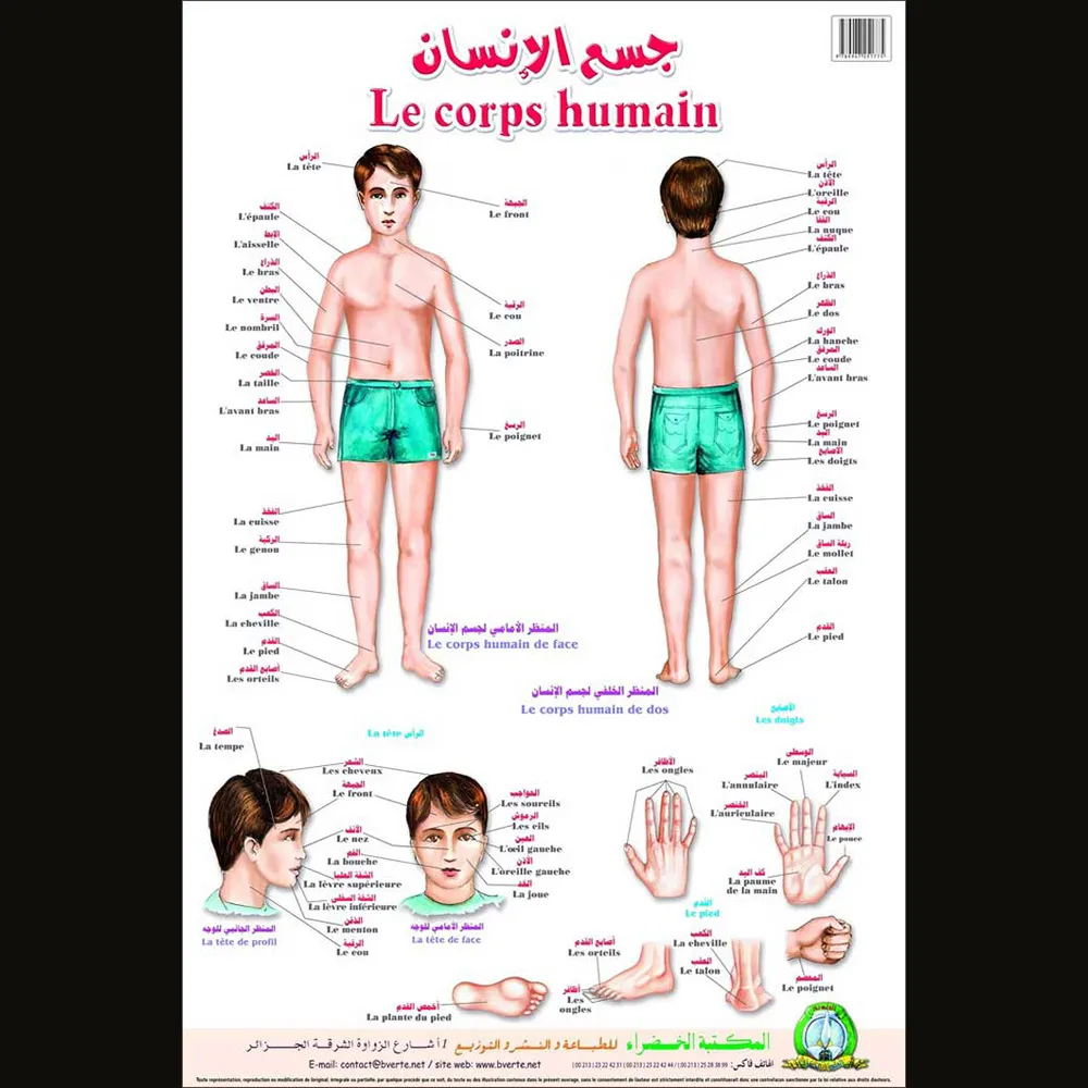 dar-soulami-al-hadita-9789947251775-لوحة-تعليمية-جسم-الإنسان